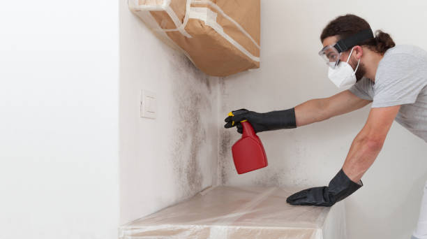 Professional Basement Mold Remediation technician working in Dunedin, FL