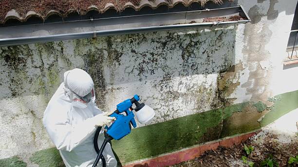Top rated local Basement Mold Remediation specialists in Dunedin, FL